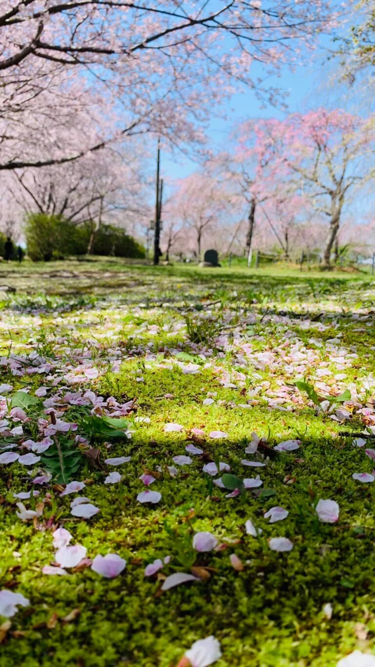 【桜咲く】鹿嶋市城山公園でインスタ映えはココっ！ シャム紀行